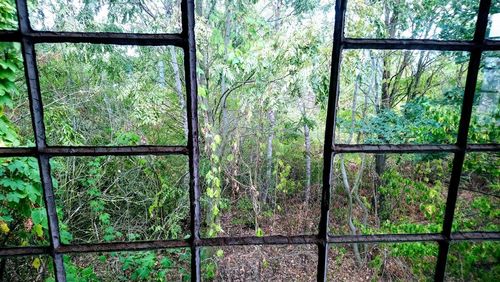 Full frame shot of window in forest