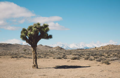 Trees on desert against sky