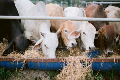 Cows in pen