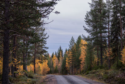 Road amidst trees in forest against sky during autumn