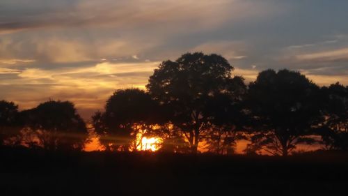 Silhouette trees in forest against sky at sunset