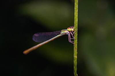 Close-up of damselfly on plant