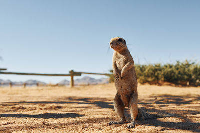 Close-up of meerkat on field against clear sky