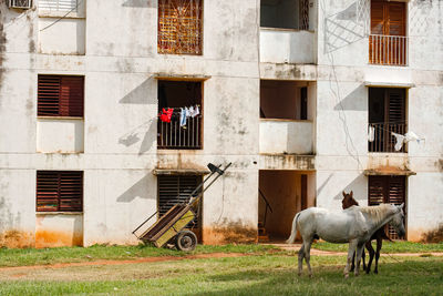 Horses and cart outside a run down apartment building in trinidad, cuba.