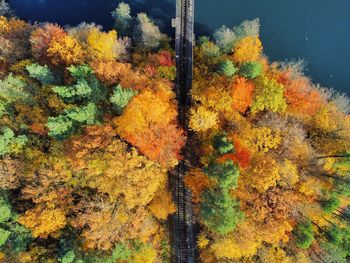 High angle view of trees during autumn