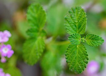 Close-up of green leaves