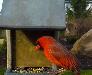 Close-up of bird perching on red