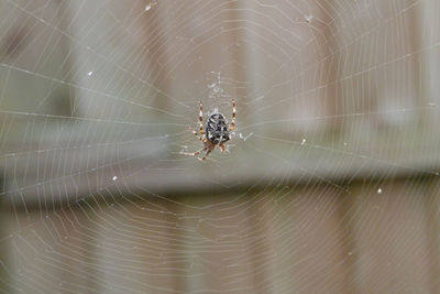 Close-up of spider web