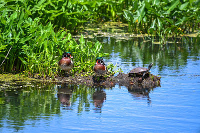 Ducks in a lake