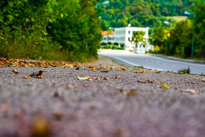 Close-up of autumn leaves on road