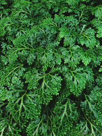 Full frame shot of plants