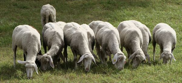 Flock of sheep grazing in field