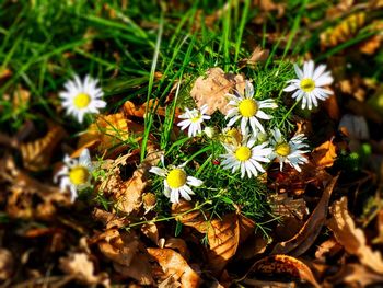 Close-up of white daisy flowers on field