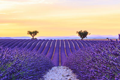 Scenic view of purple flowering plants on field against sky during sunset