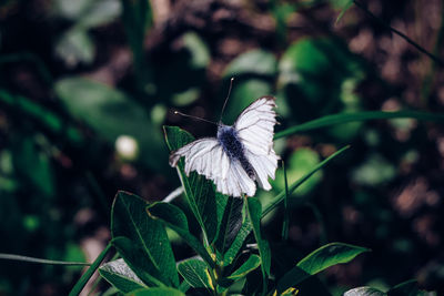 Close-up of butterfly on plant