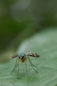 Close-up of insect on leaf