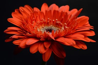 Close-up of red gerbera daisy against black background