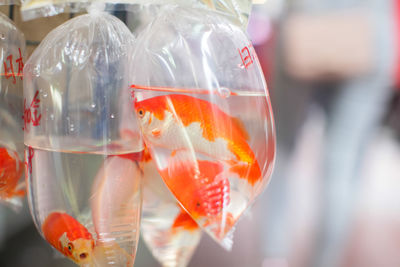 Close-up of fish in glass for sale