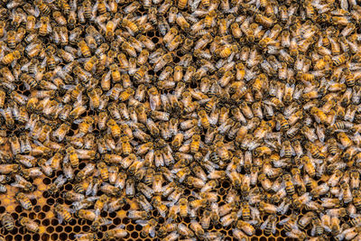 Full frame shot of bee on the ground