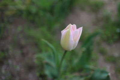 Close-up of pink flower blooming outdoors