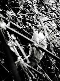 Close-up of lizard on plants