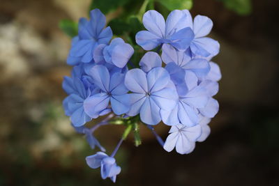 Close-up of purple flowering plant