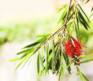 Close-up of pine tree branch