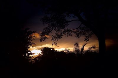 Silhouette of trees on field at sunset