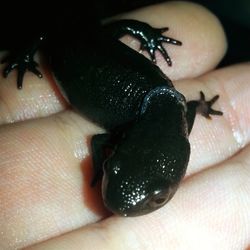 Close-up of hand holding insect