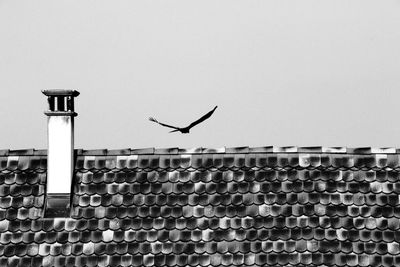 Bird flying against clear sky