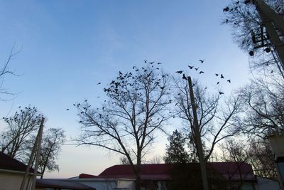 Low angle view of bare tree against blue sky and clouds