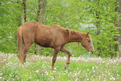 Side view of a horse in the forest