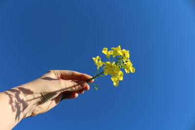 Low angle view of hand holding flowering plant against blue sky