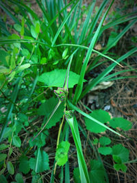 High angle view of insect on grass