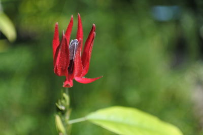 Close-up of plant