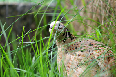 Portrait of a laying quail in green grass