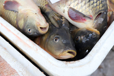 High angle view of fish for sale in market