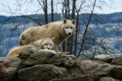 Portrait of fox on rock