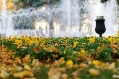 Close-up of yellow flowers