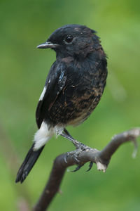 Close-up of bird perching on a branch