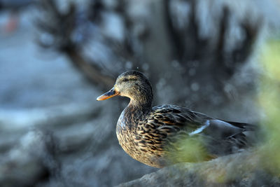 Close-up of a bird against blurred background