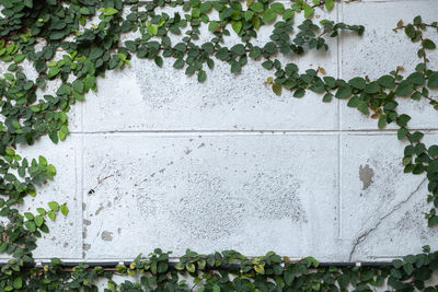 Close-up of ivy on wall