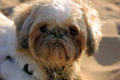 Close-up portrait of a dog