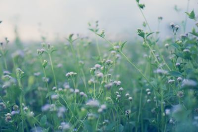 Close-up of flowering plants on field