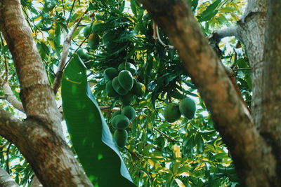 Low angle view of tree