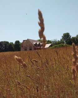 View of sheep on field against sky