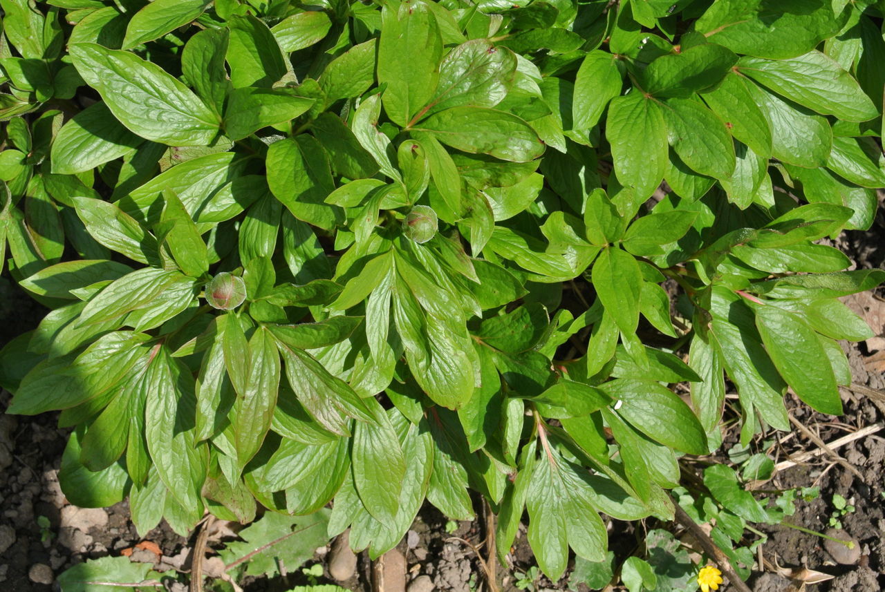 HIGH ANGLE VIEW OF GREEN LEAVES ON PLANT