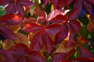 Close-up of autumnal leaves