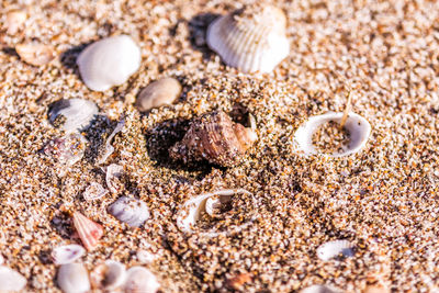Full frame shot of seashells on beach