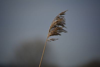 Close-up of plant against clear sky